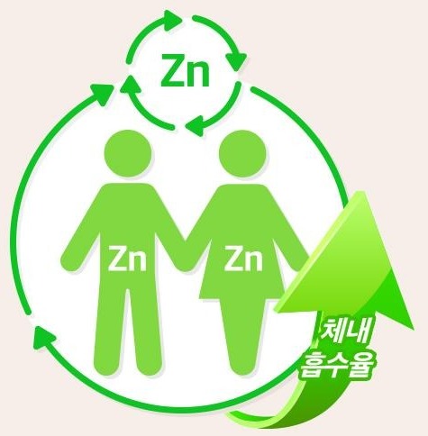손을 잡은 두 사람의 몸속과 그 위를 도는 순환 화살표에 Zn 이 적힌 초록 도식, 오른쪽 아래에서 솟는 화살표에 체내 흡수율