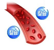 적혈구가 흐르는 혈관 단면 그림과 칼슘 방울 둘