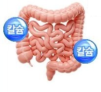 소장 그림과 칼슘 방울 둘