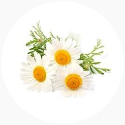 캐모마일 꽃 세 송이와 잎