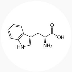 L-트립토판 분자 구조식
