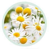 흰 꽃잎과 노란 꽃술의 캐모마일 꽃 무리