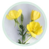노란 달맞이꽃 두 송이와 줄기