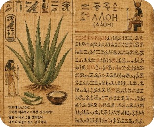 알로에 그림과 고대 문자가 적힌 파피루스 삽화